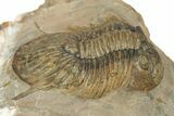 Platyscutellum Trilobite Fossil - Atchana, Morocco #249919-3